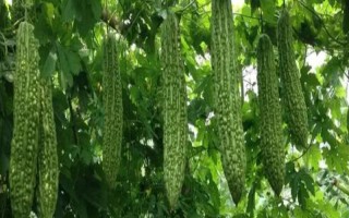種植苦瓜的時間和方法，北方地區(qū)3-4月份可在棚內(nèi)育苗、長江流域在3月份播種