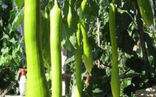 種植砍瓜的要點(diǎn)，結(jié)瓜期要進(jìn)行人工授粉