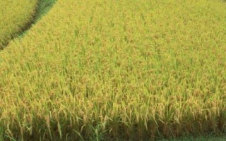 福泰2優(yōu)701水稻種子特征特性，每畝插足基本苗7～8萬(wàn)