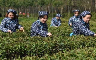 南京雨花茶屬于哪種茶，是一種綠茶也是我國(guó)的名茶