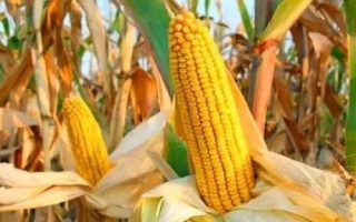 綠育黃粘529玉米種子簡介，中抗大斑病