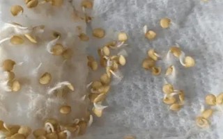 有機(jī)蔬菜種子怎么浸種催芽，用溫水浸泡后再放入容器中并覆蓋濕毛巾