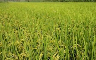 旱兩優(yōu)8209水稻品種簡介，每畝用種量5千克