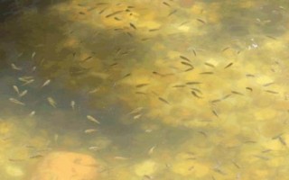 親親魚的產(chǎn)地，主產(chǎn)于泰國(guó)、中東地區(qū)、西雙版納等地方