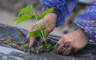 種植苦瓜的時間和方法，北方地區(qū)3-4月份可在棚內(nèi)育苗、長江流域在3月份播種