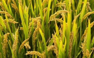 Y兩優(yōu)8188水稻種子介紹，平均生育期159天