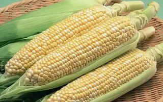 6336玉米種子介紹，該品種屬極早熟品種