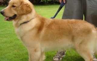 金毛犬可以活多久，壽命一般為12-15年左右