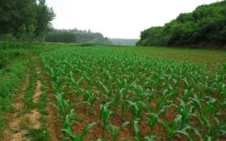 甘玉甜5號玉米種子特點，種植密度每畝4500株