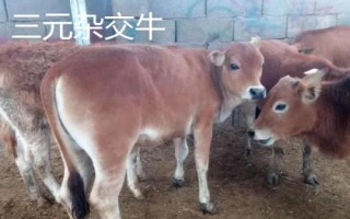長(zhǎng)得最快的四種牛，西門(mén)塔爾牛以瘦肉多而聞名