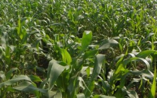 鐵玉121玉米種子簡介，3月下旬至4月上旬播種
