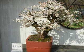杏花的開(kāi)花時(shí)間，花期在農(nóng)歷的2月份左右