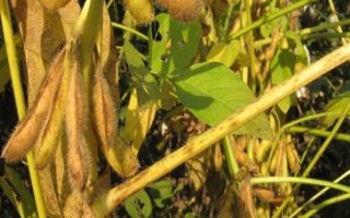 吉育209大豆品種簡(jiǎn)介，北方春大豆中早熟高油型品種