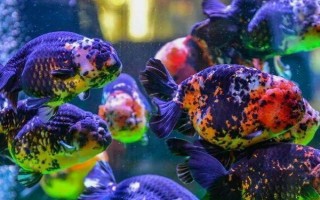 金魚(yú)可以與哪些魚(yú)類(lèi)混養(yǎng)，可與與孔雀魚(yú)、燈魚(yú)、月光魚(yú)等混養(yǎng)