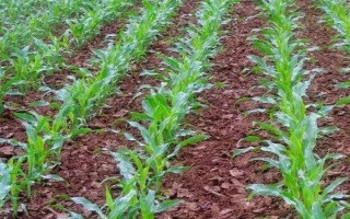萬(wàn)糯6號(hào)玉米種子特征特性，春植生育期82~83天