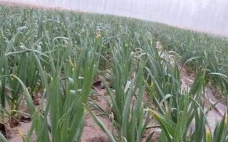 留種大蒜怎樣施磷鉀肥，要根部施一次磷鉀肥