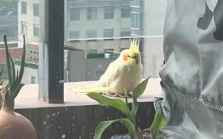 玄鳳鸚鵡最適合什么樣的鳥籠，用金屬的籠具飼養(yǎng)最為合適