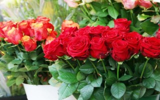 水培玫瑰花如何避免枯萎，要養(yǎng)在干燥、涼爽、通風(fēng)處