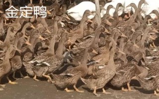 鴨有哪些品種，包括高郵鴨、北京鴨、紹興鴨等種類