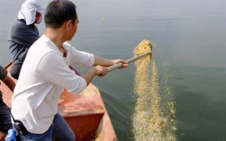 野釣黃尾魚適合用什么餌料，腥味型、麩香型、酒香型均可使用