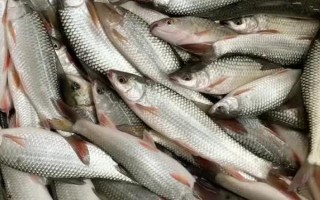 鯪魚有什么食性，屬于雜食性動物、魚苗以浮游動物為食