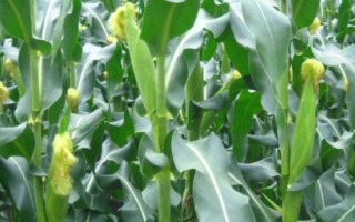 優(yōu)迪839玉米品種的特性，中抗大斑病