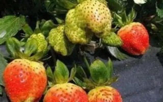 哪些因素會(huì)影響草莓膨大，主要有種子、溫度、光照等5個(gè)原因