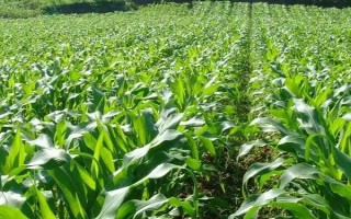 新玉81號玉米品種的特性，南疆復(fù)播6月份播種