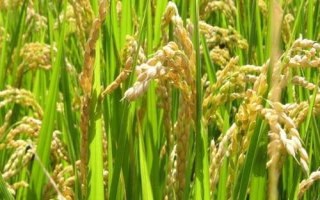 杉谷優(yōu)533水稻品種簡介，每畝秧田播種量10-15千克