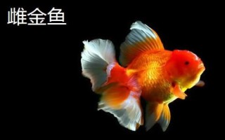 雌雄金魚如何區(qū)分，雄魚瘦長(zhǎng)、雌魚短圓