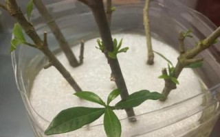 梔子花的繁殖方法，可扦插、壓條、播種或者水插生根