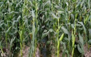 先正達(dá)408玉米種子簡(jiǎn)介，種植密度4000株/畝