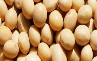 東農(nóng)豆252大豆種子介紹，特用品種