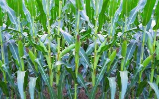 來玉219玉米品種簡介，適宜播期4月下旬至5月中旬