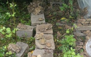 養(yǎng)蟾蜍需要辦理哪些手續(xù)，先申請辦理《野生動物馴養(yǎng)繁殖許可證》