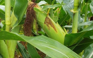 哈豐4號(hào)玉米種子特點(diǎn)，在適應(yīng)區(qū)5月中旬播種