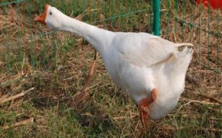 豁眼鵝的年產(chǎn)蛋量，粗放飼養(yǎng)僅為80枚左右