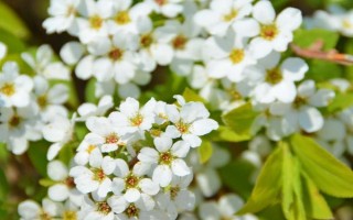 繡線菊的品種介紹，常見的有金山繡線菊、日本繡線菊等