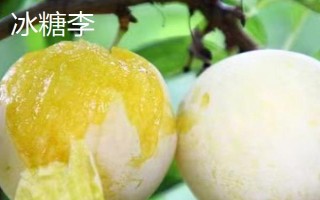 綠色的李子品種，常見的有蜂糖李、脫骨李等