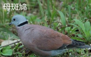 斑鳩怎么分公母，可根據(jù)頭的形狀、眼睛位置或眉毛長短等分辨