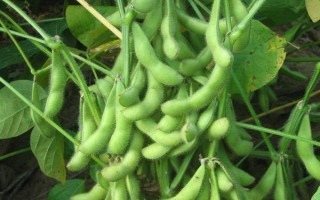 山寧21大豆種子特征特性，適宜播期為6月10～20日