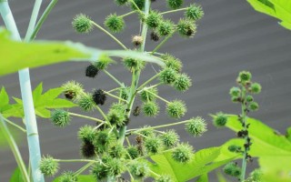 種100畝蓖麻能賺多少，收益為20-50萬不等