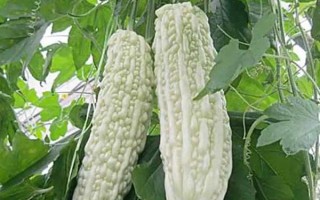 種植苦瓜的時間和方法，北方地區(qū)3-4月份可在棚內(nèi)育苗、長江流域在3月份播種