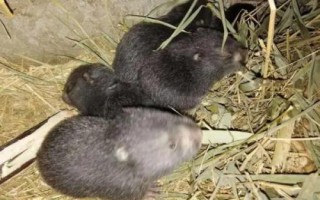 竹鼠的養(yǎng)殖條件，喜在安靜、陰暗、清潔的環(huán)境