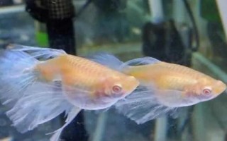孔雀魚趴在缸底不動的原因及解決辦法，水溫、環(huán)境或者疾病都有可能