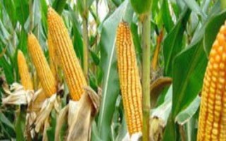 東農(nóng)276玉米品種的特性，種植密度不宜過大
