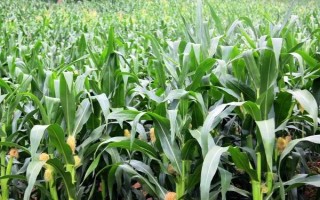 金梁199玉米種子介紹，4月下旬至5月上旬播種