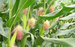 吉新112玉米種子介紹，密度4500株/畝