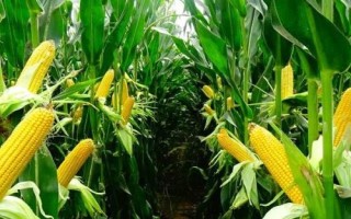 甘農(nóng)211玉米種子簡介，種植密度每畝5000株