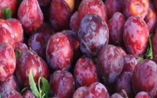 優(yōu)質(zhì)的李子品種，常見的有愛琴李、安哥諾、黑寶石李等